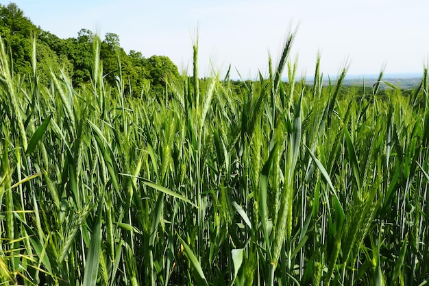 El trigo crece en el campo El trigo Triticum es un género de plantas herbáceas anuales de la familia de las gramíneas o Poaceae, un cultivo de grano líder Fruska Gora Serbia Agricultura y vida rural Cosecha de pan