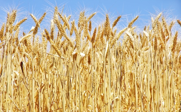 El trigo crece en el campo