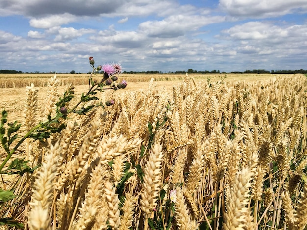 Foto el trigo creciendo en la granja contra el cielo nublado