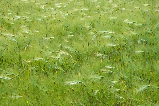 Trigo crescendo no campo