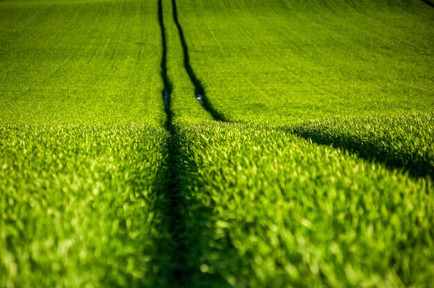 Trigo de agricultura de campo verde no verão