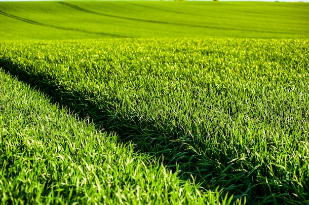 Trigo de agricultura de campo verde no verão