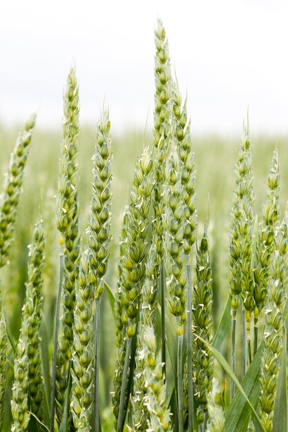 Trigo de campo agrícola