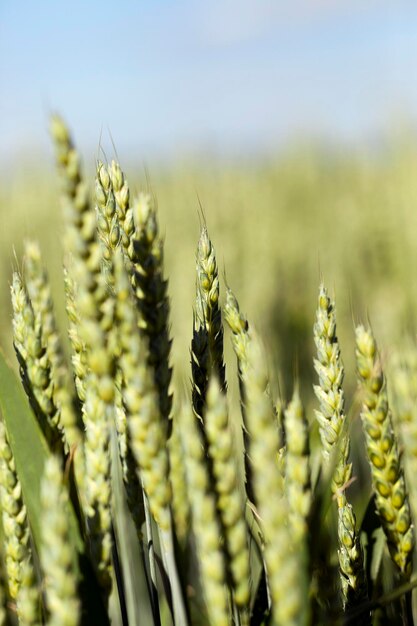 Trigo de campo agrícola