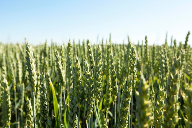 Trigo de campo agrícola