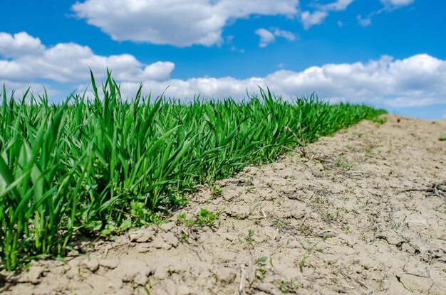 Trigo de inverno à beira do campo contraste gérmen de trigo verde no campo da primavera