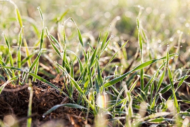 Trigo de inverno coberto com cristais de gelo e geada no inverno, close-up em campos agrícolas durante o dia durante as geadas