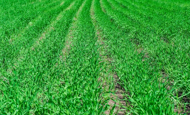 Trigo de inverno jovem cresce em um campo em linhas uniformes