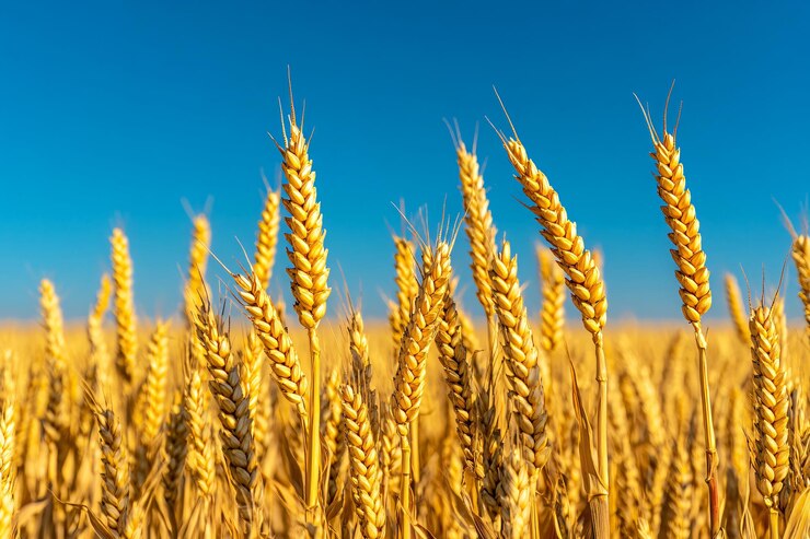 El trigo dorado se levanta contra un cielo azul