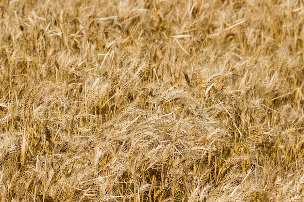 El trigo dorado bajo el sol en las plantaciones de campo.