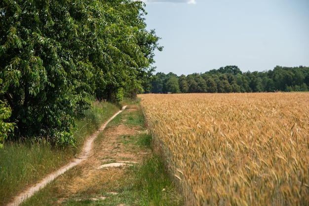 Foto trigo dorado verano campo fondo agricultura