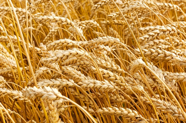 Trigo dourado, crescendo em campo durante o verão