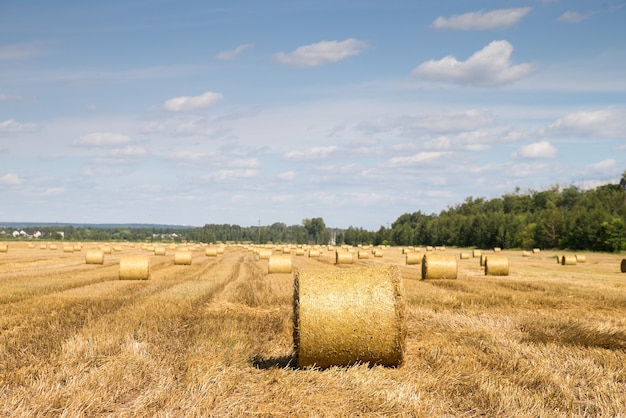 Trigo e palha ceifados em um campo
