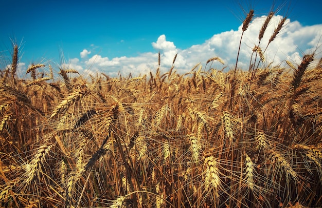 El trigo es el oro de los campos Espiguillas maduras de trigo El trigo sube de precio por la guerra