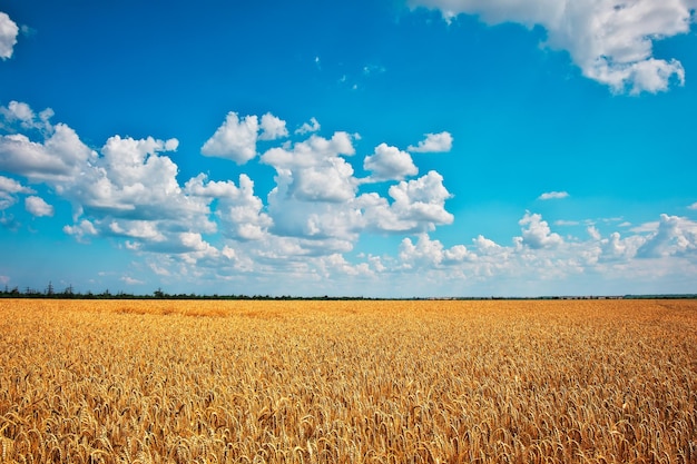 El trigo es el oro de los campos Espiguillas maduras de trigo El trigo sube de precio por la guerra