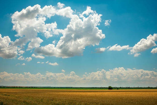 El trigo es el oro de los campos Espiguillas maduras de trigo El trigo sube de precio