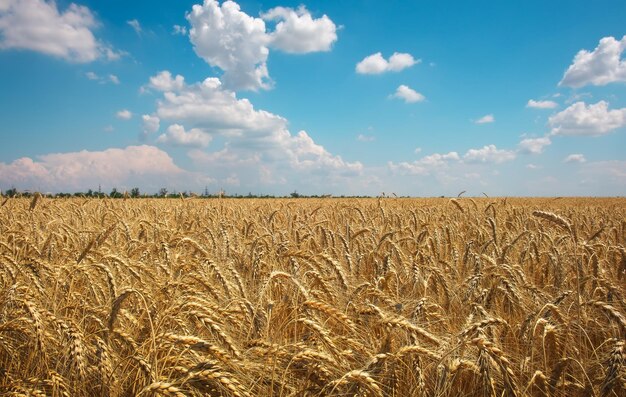 El trigo es el oro de los campos Espiguillas maduras de trigo El trigo sube de precio