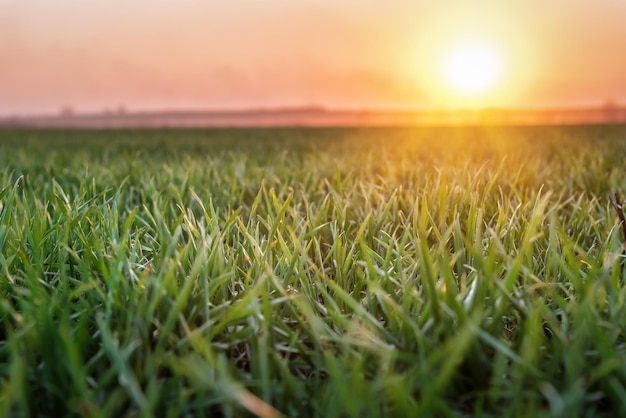 Trigo germinado jovem e pôr do sol