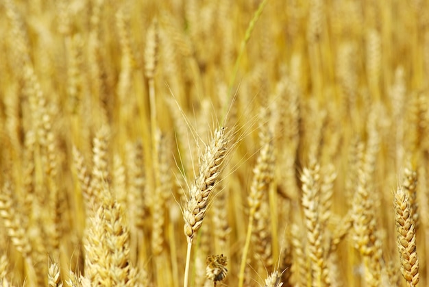 Trigo de grano amarillo listo para la cosecha que crece en un campo agrícola