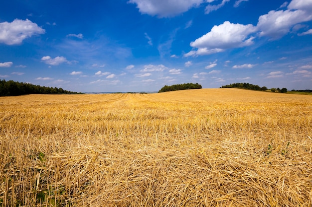Trigo inclinado - um campo agrícola sobre o qual passou a companhia de colheita de trigo