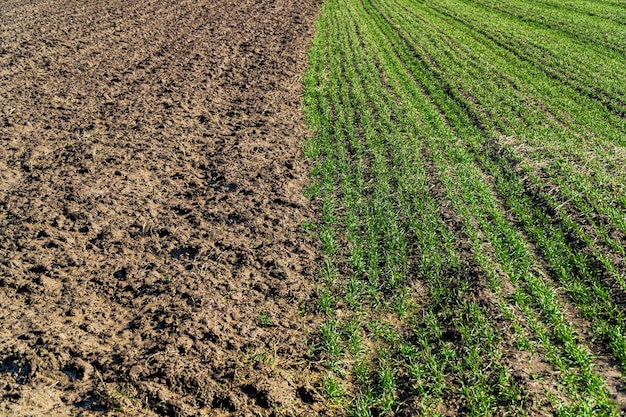 Trigo de invierno Brotes verdes de trigo en el campo Concepto de agricultura y agronomía