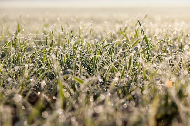 Trigo de invierno cubierto de cristales de hielo y escarcha en invierno