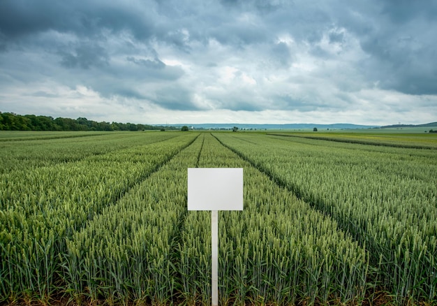 Foto trigo de invierno en parcelas de demostración de diferentes variedades