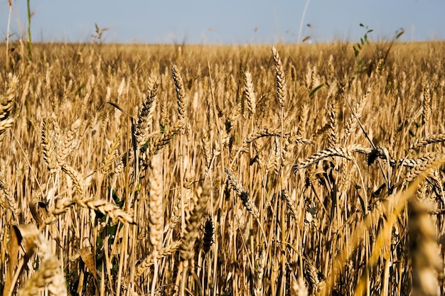 Trigo jovem Colheita de trigo Um campo de trigo Trigo na Rússia Espigas de trigo