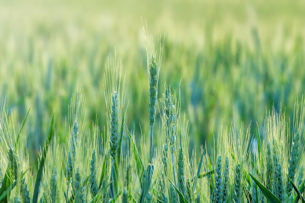 Trigo jovem, mudas de trigo verde crescendo em um campo