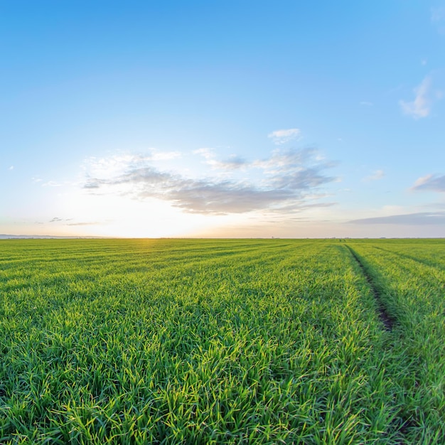 Trigo jovem, mudas de trigo verde crescendo em um campo