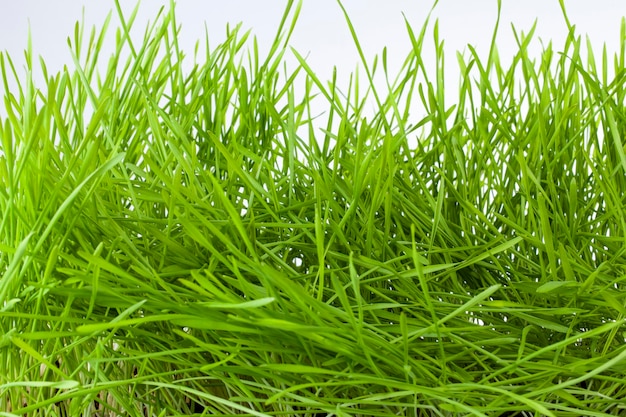 Trigo joven brotado en el campo agrícola