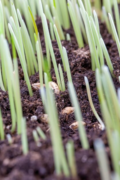 Trigo joven brotado en el campo agrícola