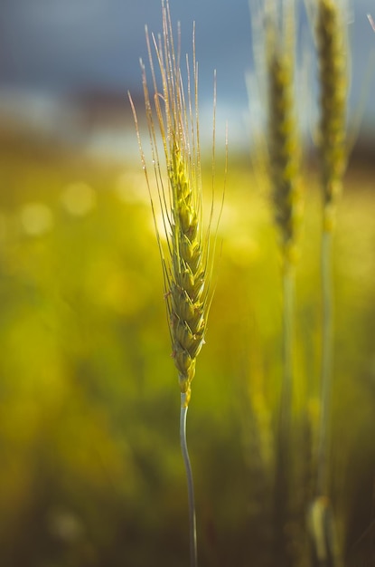 Trigo joven en el campo Nueva cosecha