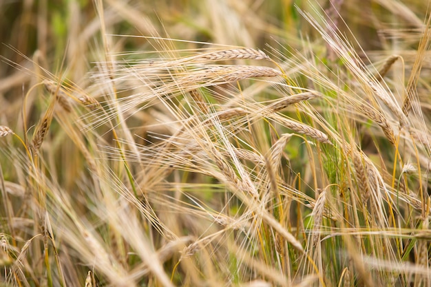 El trigo joven crece en el campo.