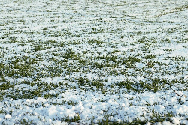 Trigo joven bajo la nieve