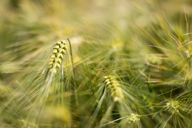 Trigo joven, plántulas de trigo verde que crecen en un campo