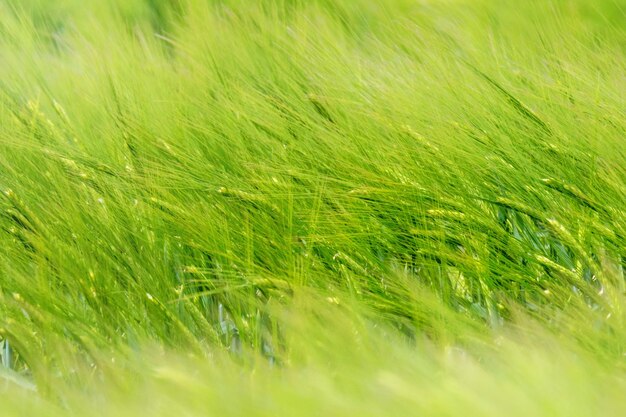 Trigo joven Plántulas de trigo verde que crecen en un campo