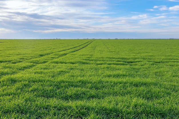 Trigo joven, plántulas de trigo verde que crecen en un campo