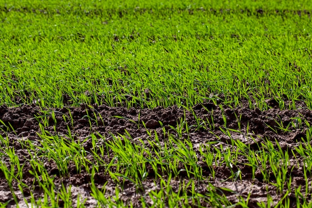 Trigo joven que crece en el territorio de un campo agrícola