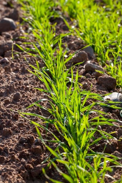 Trigo joven que crece en el territorio de un campo agrícola