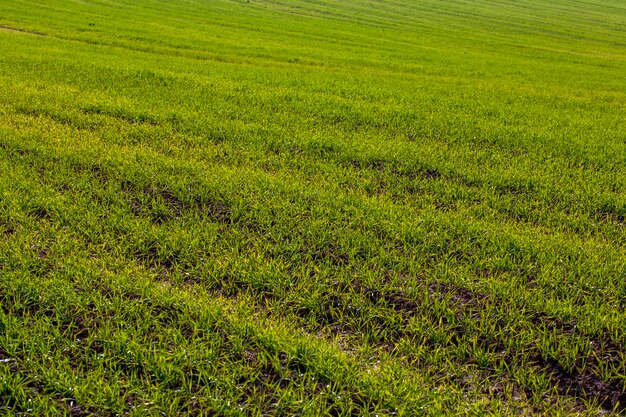 Trigo joven que crece en el territorio de un campo agrícola