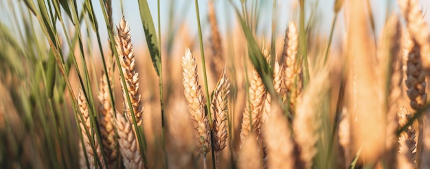 Trigo maduro en el campo agrícola Espigas doradas de trigo en un día caluroso y soleado