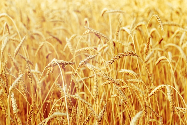 Trigo maduro em um campo agrícola.