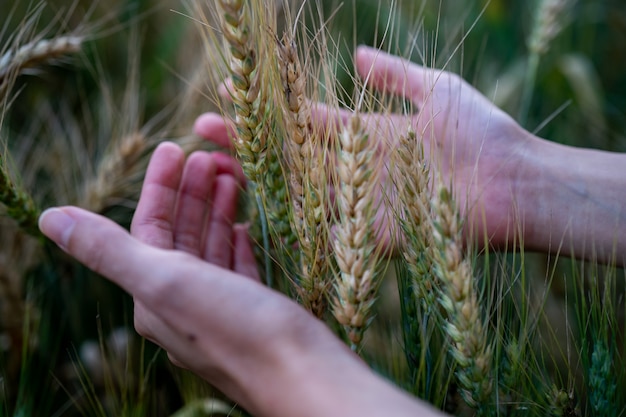 Trigo maduro nas mãos do agricultor nos campos de trigo. Agricultor mãos tocando o campo de trigo, colheita.