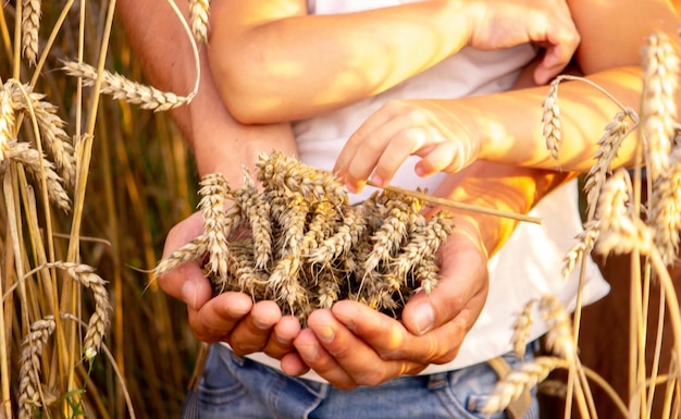 Trigo en manos de un agricultor y un niño.