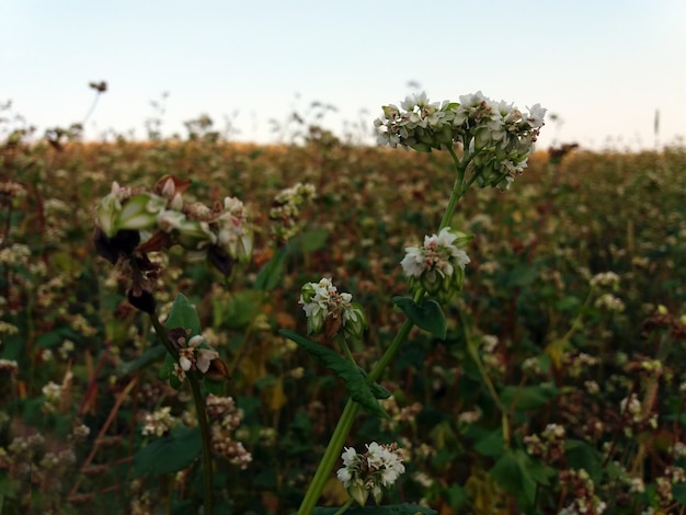 Trigo mourisco, Fagopyrum esculentum, trigo sarraceno japonês e trigo sarraceno prateado que florescem no campo.