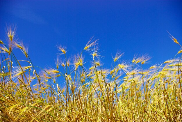 Trigo no céu azul