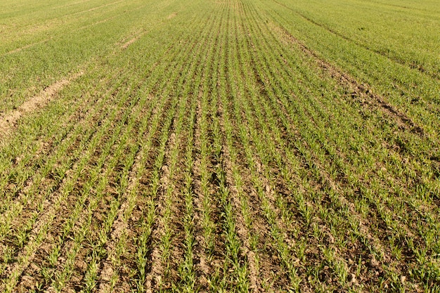 Trigo novo que cresce nas fileiras puras do campo. Natureza.