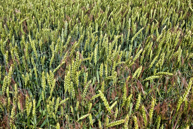 Trigo o centeno en un campo agrícola joven en la primavera, las plantas son verdes y no maduras, clima soleado