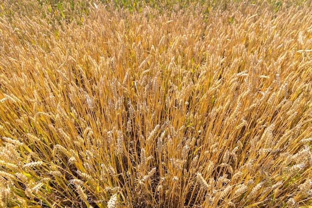 Trigo de orejas de fondo natural desde arriba del campo dorado maduro de trigo